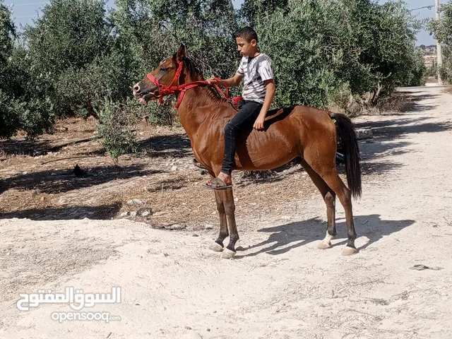 اللهم صلي وسلم وبارك على سيدنا محمد وعلى اله وصحبه اجمعين