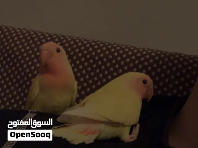 روز اورنج نص لفه