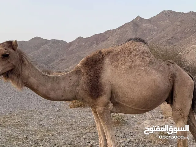 ناقه سمين مافيه كلم
