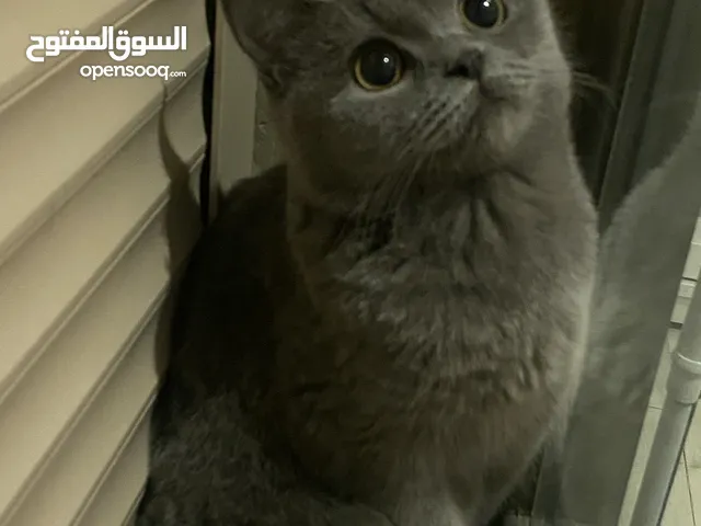 قطة برتيش لتبني مطعمه تطعيمتين معاها دفتر التطعيم ومعاها أغراضها عمرها 11 شهر تقريباً وهاديه