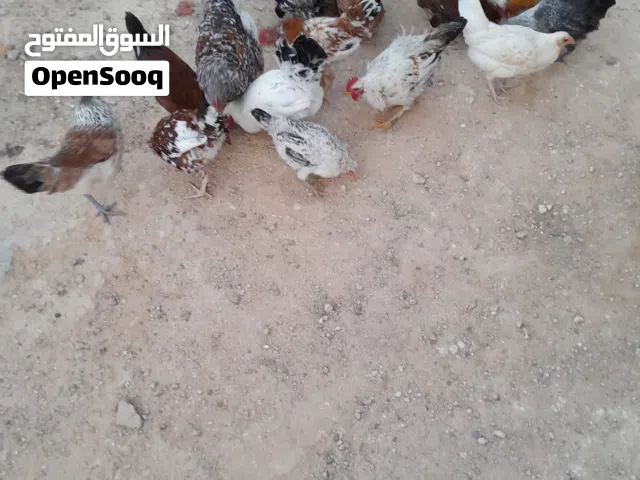 دجاج للبيع العمر أربعة شهور واسبوع