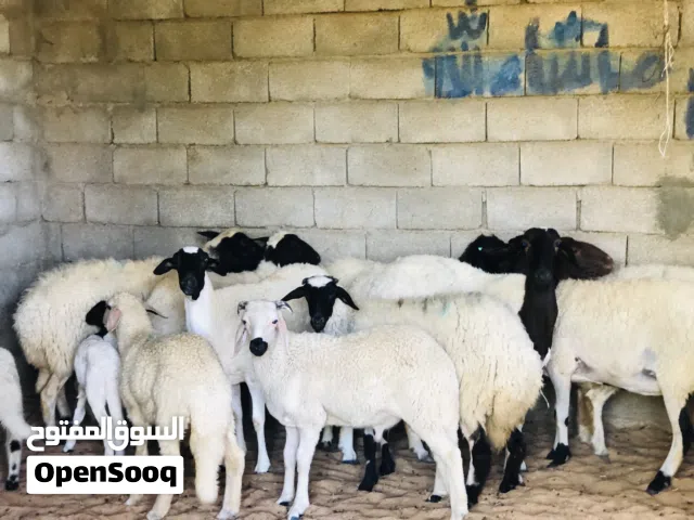 السلام عليكم نعاج لبيع ربي يبارك عز كسوبه