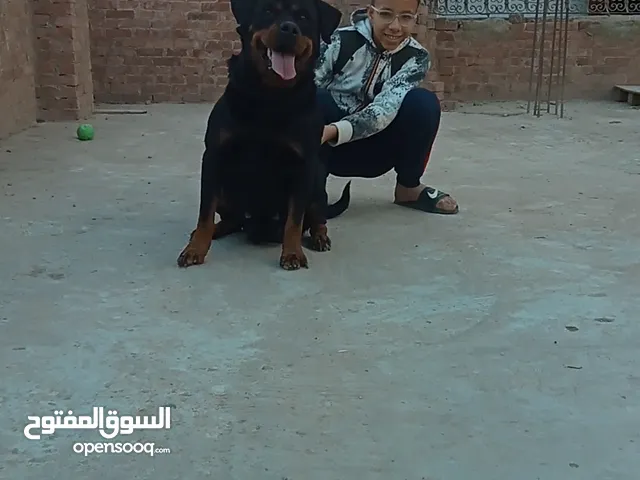 نتايه روت وايلر للبيع معاها ورق ومتسجلهekf ومحقونا مايكرو شيب متدربه طاعه وشراسه