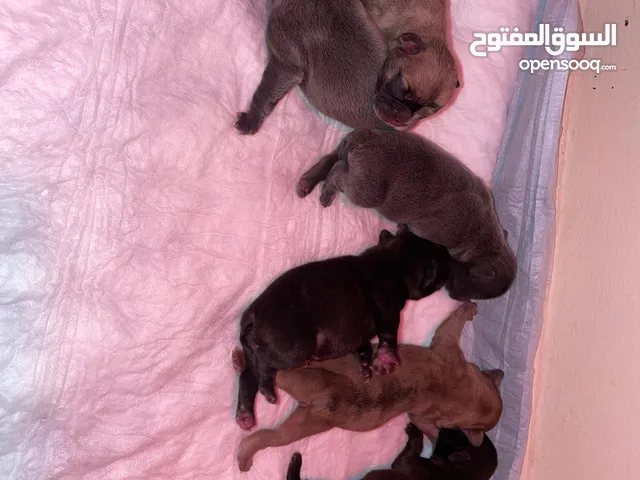 فرنش بولدوغ ذكر 3 months old ذكر وانثى فرنش بولدوغ العمر 6 شهور male and female French bulldog 6 M