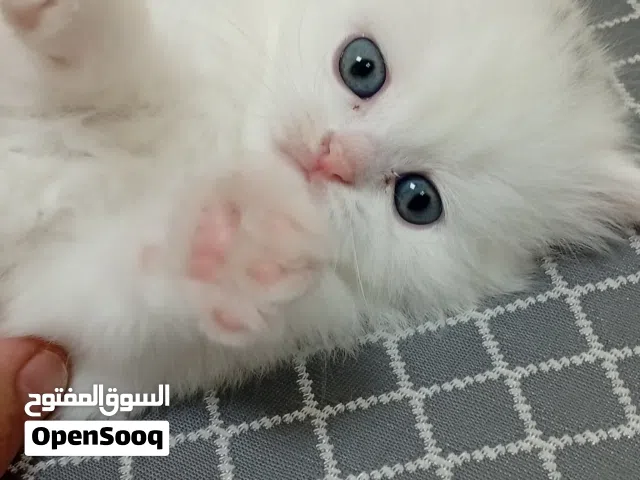 قط عمره 40يوم جميل جدا جدا سكوتش ميكس بريتش ناصع البياض عيون زرقاء لعوب جدا متعود على الليتر بوكس فو