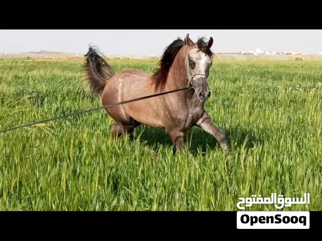 مهر عربي واهو جمال مسجل للبيع