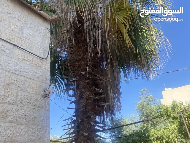 شجرة نخله زينه طول 6 امتار