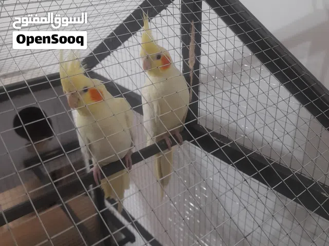 ببغاء كوكتيل لاتينو