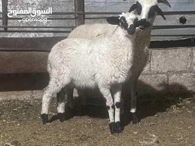خروف و عابوره قبرصي اصلي للبيع