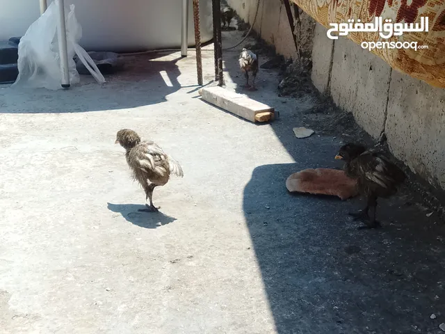 صيصان بلدي للبيع كبار