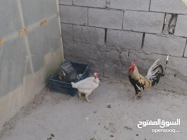 دجاجه ام ركيبه وديج شوكي البيع