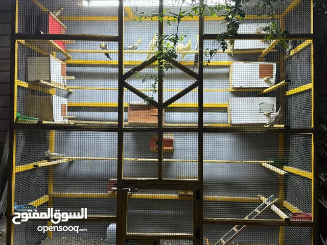 كوكتيلات تزاوج