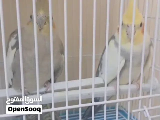 ازواج كوكتيل كنيور
