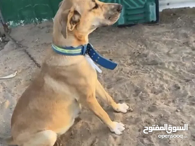 للبيع كلب يصلح للحلال مكس كلب التركي كنغال وكلب شوارع