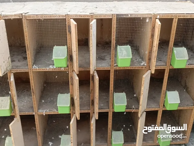 متاح خنات 12خانه نضاف بيهن تايرات خنات جاهزات