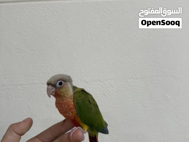كنيور اناناس