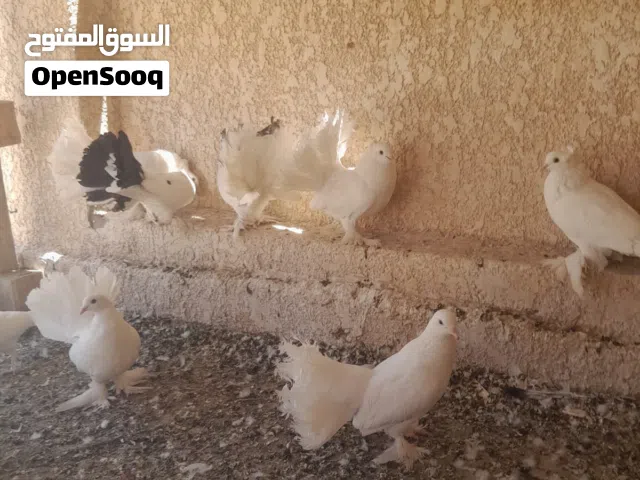 حمام هنادي للبيع شوف وصف