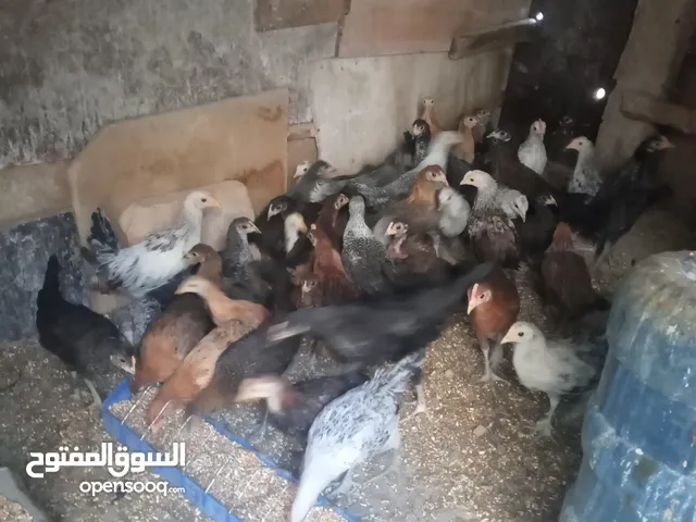 فراخ دجاج مشكل بلدي و فيومي ترقيد عمر شهرين بصحه جيده الحبه 3 دينار نهائي لعدم الاحراج