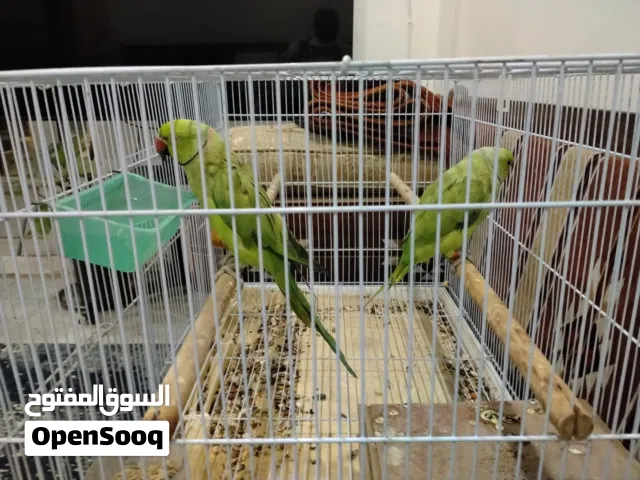 بيبي متوه للبيع