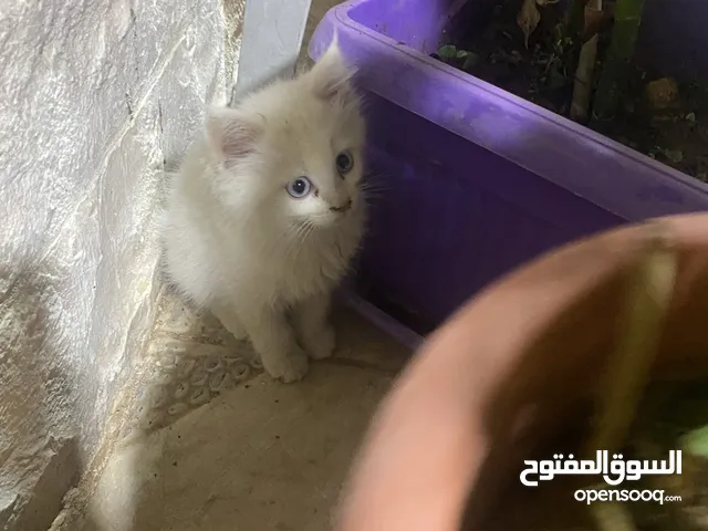بسه شيرازي عمر 11شهر قابله للتفاوض