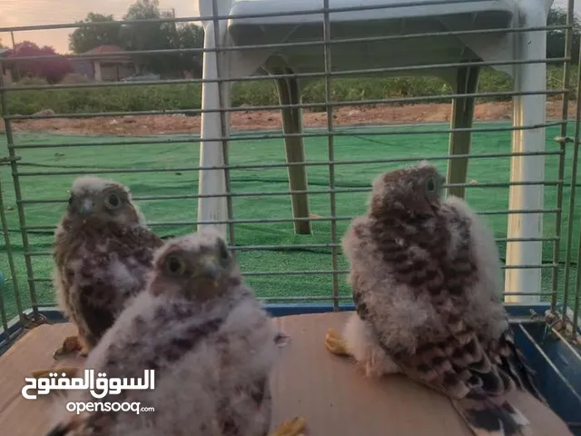 طائر الصقيري المميز يوجد 6حبات