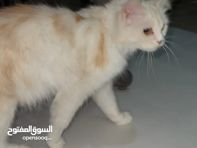 قطو النوع Turkish angora