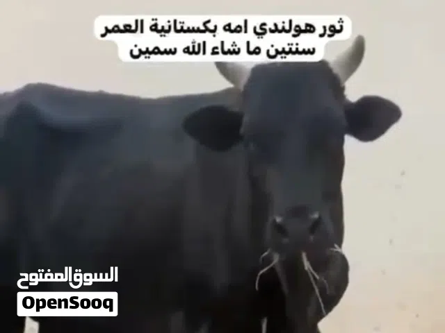 ثور هولندي