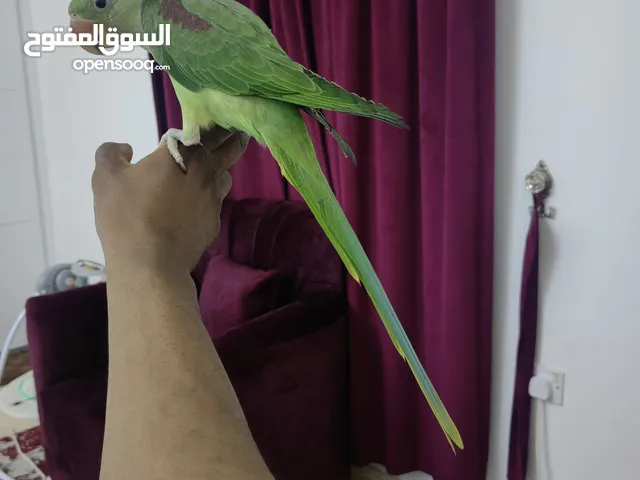 للبيع بغبغاء نيبالي