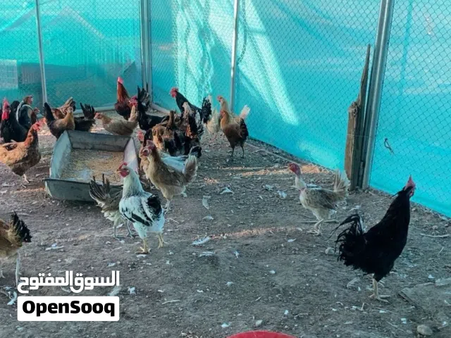 دجاج عماني بياض