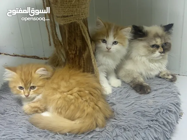 قطط للتبيني سعرهم مع امهم 1500 درهم القطط صغار اب شيرازي الام بريتش
