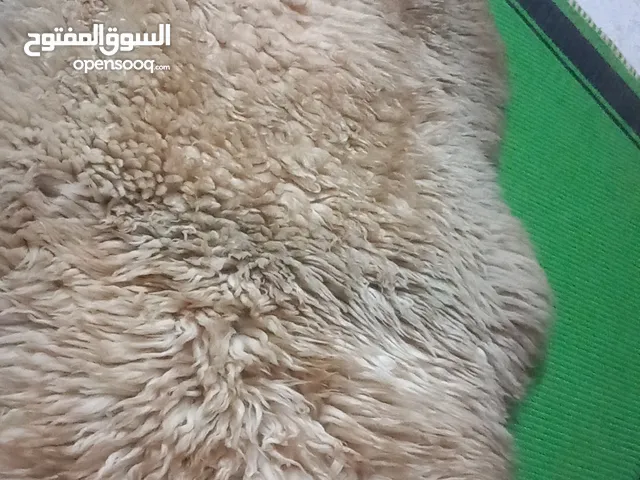 فرو سيارة للبيع