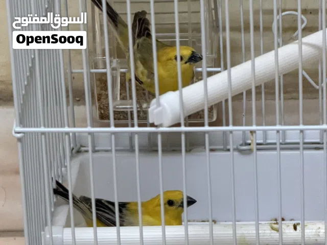 جوز عصافير الذهبيه