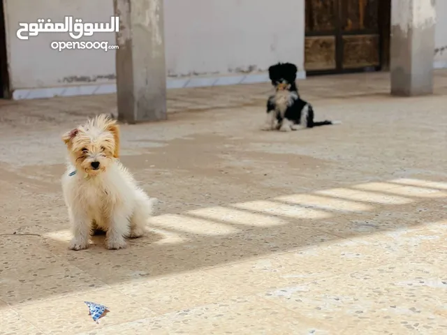 كلاب تشاو تشاو للبيع دكر وانثى للبيع مع بعض