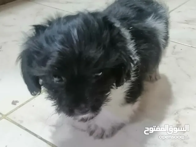 كلب العمر شهرين