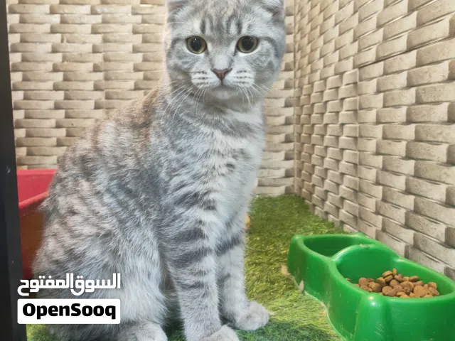 قط للبيع اسكوتش