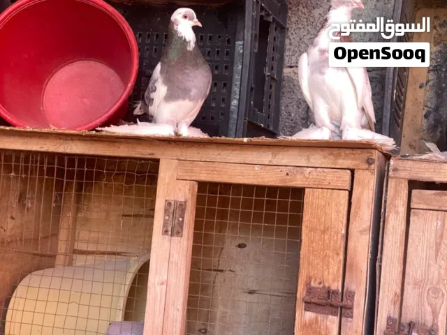 سلام عليكم متوفر كوبيه هزاز ربي يبارك هزاز قوي