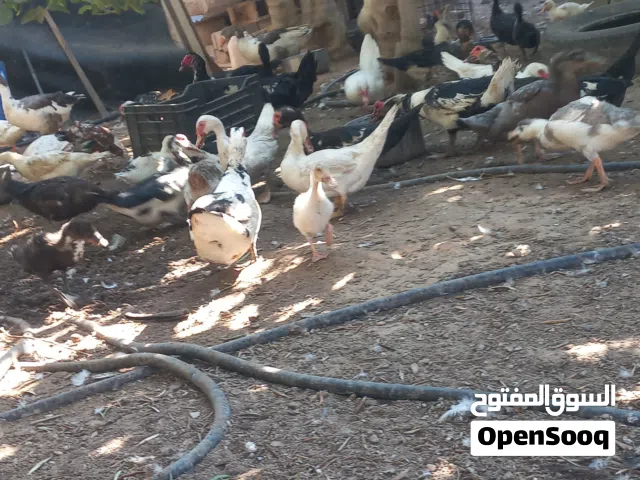 متوفر 30 انتة بط 3 دكور