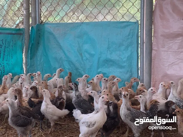 للبيع صيصان دجاج مهجن فرنسي عماني