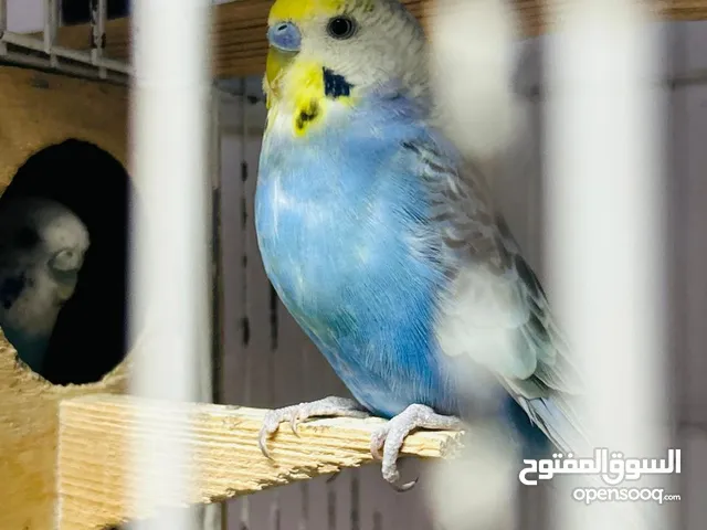 جوز بادجي استرالي شغال بجميع المشتملات