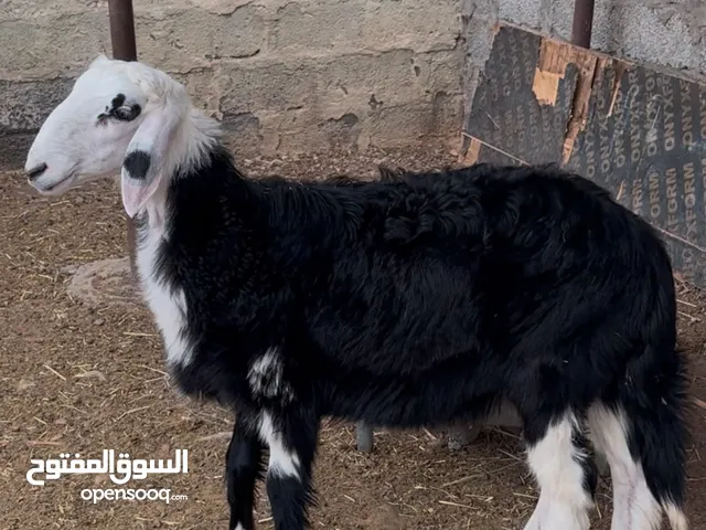 للبيع كبش عمره 8 شهور فوووول سمنه