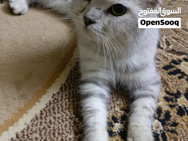 ذكر سكوتش