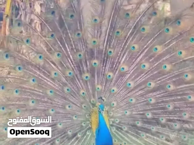 طاووس للبيع
