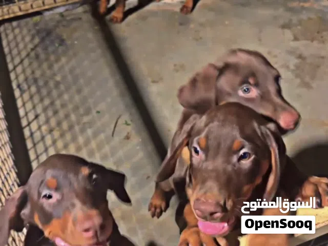 دوبرمان - Doberman