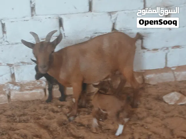 عنز كردية سنها جامعة جمع نظيف تومية تحتها زوز عنايق ناشطات روينات الله يبارك