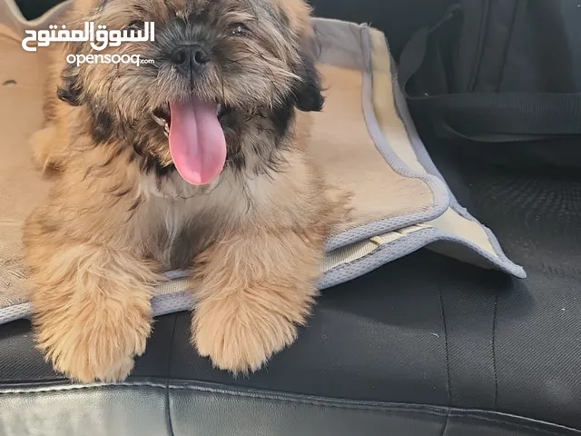 Shih Tzu dog for sale, 3 months old/كلب شيتزو للبيع العمر 3 اشهر