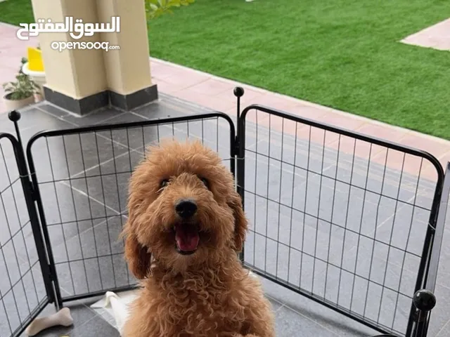 توي بدل أنثى ( toy poodle )   8 months Female