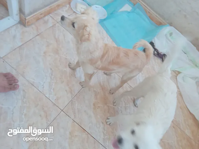 كلاب كلب ذكر لولو وكلب انثى لولو فوكس العمر 4 شهور ماخذين مطاعيم اليفات اقرأ المزيد