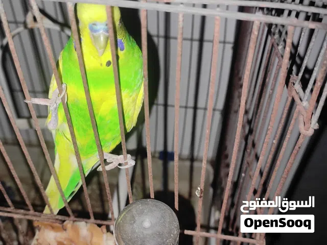 كوبيه بقالينو ليها سبوع مدحيه