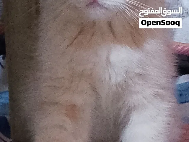قطط شيرازي بيرشن للبيع بسعر مناسب   قطط لعوبين وبصحه جيده ممتازه  متعلمين ع لتر و ع الاكل دراي فود