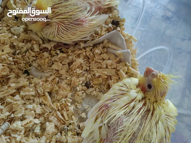 زغلولين كوكتيل لاتيني بريل للتاكيل اليدوي والتدريب